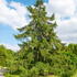 Larix Decidua European Larch trees, large deciduous conifer tree. Buy online UK