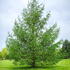 Larix Kaempferi Japanese Larch Tree, a deciduous conifer producing whirls of attractive bluish-gray needles in spring turning yellowish-orange in autumn