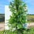Larix Kaempferi Japanese Larch 1.75-2 m buy online UK.
