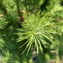 Larix Kaempferi Japanese Larch Tree, a deciduous conifer producing whirls of attractive bluish-gray needles in spring turning yellowish-orange in autumn