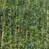 Bay tree screening frames, for sale online with UK delivery