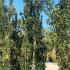 Laurus Nobilis - Bay Leaf Shrub 3.5-4 m buy online UK.