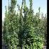 Laurus Nobilis - Bay Leaf Shrub 2.5-3 m buy online UK.