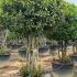 Laurus Nobilis - Bay Leaf Shrub 1.8-2 m buy online UK.