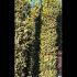 Laurus Nobilis - Bay Leaf Shrub 4.5-5 m buy online UK.