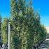 Laurus Nobilis - Bay Leaf Shrub 4-4.5 m buy online UK.