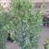 Laurus Nobilis - Bay Leaf Shrub 1.5-1.75 m buy online UK.