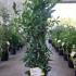 Laurus Nobilis - Bay Leaf Shrub 1-1.25 m buy online UK.