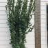 Laurus Nobilis - Bay Leaf Shrub 2-2.5 m buy online UK.