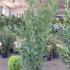 Laurus Nobilis - Bay Leaf Shrub 1.25-1.5 m buy online UK.