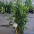 Laurus Nobilis - Bay Leaf Shrub 60-80 cm buy online UK.
