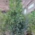 Laurus Nobilis - Bay Leaf Shrub 1.75-2 m buy online UK.
