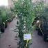 Laurus Nobilis - Bay Leaf Shrub 80-100 cm buy online UK.