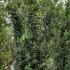 Laurus Nobilis - Bay Leaf Shrub 3-3.5 m buy online UK.