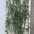 Laurus Nobilis - Bay Tree Screens 2.5 m buy online UK.