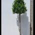 Laurus Nobilis Full Standard - Bay Laurel Tree 2.5-3 m buy online UK.