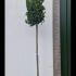 Laurus Nobilis Full Standard - Bay Laurel Tree 3-3.5 m buy online UK.