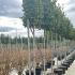 Laurus Nobilis Full Standard - Bay Laurel Tree 3-3.5 m buy online UK.