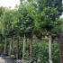 Laurus Nobilis Full Standard Bay Tree to Buy UK.