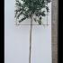 Laurus Nobilis Pleached Bay Tree 3.5 m buy online UK.