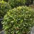 Laurus Nobilis Topiary Balls or Bay Topiary Balls 50-70 cm buy online UK.