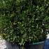 Laurus Nobilis Topiary Balls or Bay Topiary Balls 80-100 cm buy online UK.