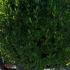 Laurus Nobilis Topiary Balls or Bay Topiary Balls 1.2-1.4 m buy online UK.