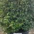 Laurus Nobilis Topiary Balls or Bay Topiary Balls 1.4-1.5 m buy online UK.