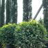 Laurus Nobilis Topiary Balls or Bay Topiary Balls 70-80 cm buy online UK.