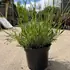 lig 30-40 cm buy online UK.