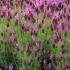  Lavandula Stoechas Papillon flowering, scented leaves and flowers loved by pollinators, buy UK