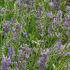 Lavender Plants for sale at Paramount Plants and Gardens, London and online within the UK. 