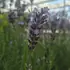 Perfect for borders, containers, and pollinator-friendly gardens.