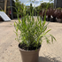 lav 10-20 cm buy online UK.