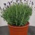 lav 20-30 cm buy online UK.