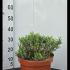 Lavendula Angustifolia - Lavender 10-15 cm buy online UK.