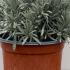 Lavendula Angustifolia - Lavender 10-20 cm buy online UK.