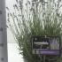 Lavendula Angustifolia - Lavender 20-30 cm buy online UK.