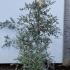 Leptospermum Scoparium Pink Queen Tea Tree 50-60 cm buy online UK.