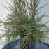 Leptospermum Scoparium Red Damask Manuka 1-1.25 m buy online UK.