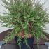 Leptospermum Scoparium Red Damask Manuka 80-100 cm buy online UK.