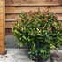 leu 50-60 cm buy online UK.