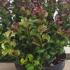Leucothoe Axillaris Curly Red 30-40 cm buy online UK.