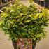 leu 30-40 cm buy online UK.