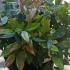 Leucothoe or Switch Ivy available at London nursery and online with UK deliveries. 