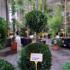 Leyland Cypress 3 Ball Topiary  1.5-1.75 m buy online UK.