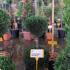 Leyland Cypress 3 Ball Topiary  1.2-1.3 m buy online UK.