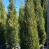 Leyland Cypress Blue Jeans Cupressus Leylandii Hedging 2.5-3 m buy online UK.