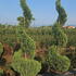 lcbj 2.1-2.3 m buy online UK.