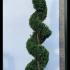 Leyland Cypress Castlewellan Gold Spirals  3.5-4 m buy online UK.